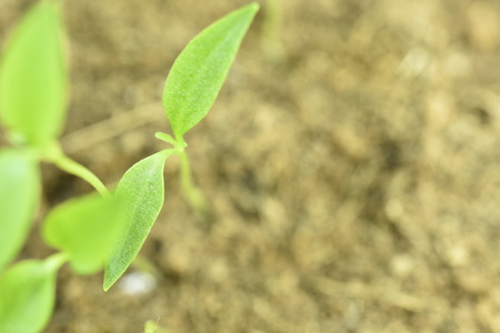 Close-up of green seedling growing plant out of soilの写真素材