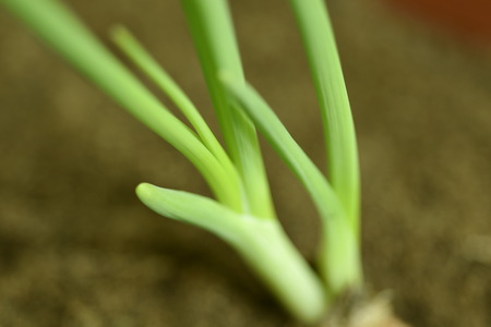 Close-up of green seedling growing plant out of soilの写真素材