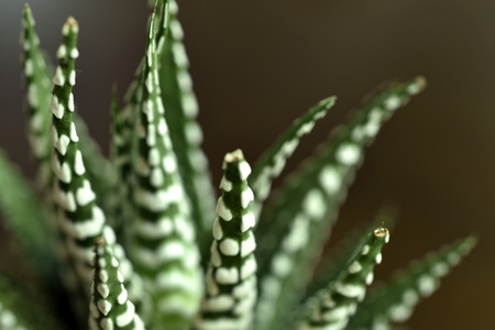Close-up Haworthia Fasciata at homeの写真素材