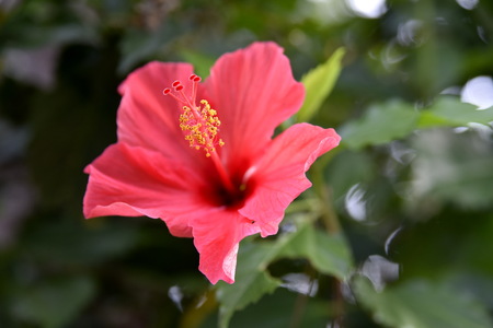 Close-up  flowers in the Garden, Baguio City, Philippinesの写真素材