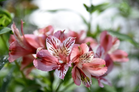 Close-up  flowers in the Garden, Baguio City, Philippinesの写真素材