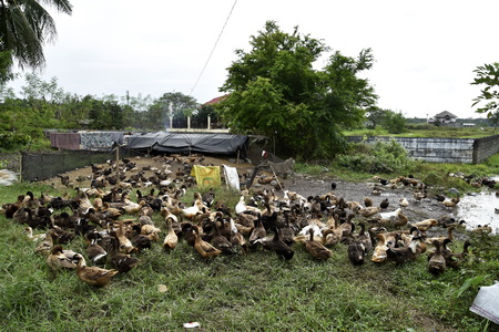 Santiago City, Isabela, Philippines, December 15, 2017, Santiago City Sightseeing, Road and city view, Rice Field, one of major cities of rice procedures in the Philippines.のeditorial素材