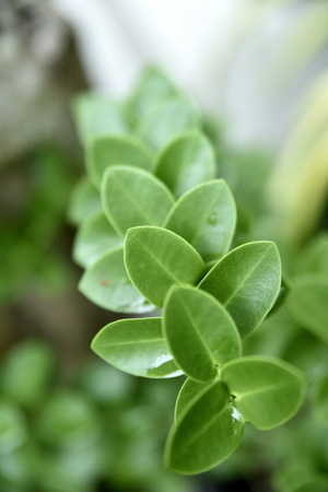Close-up flowers in the Garden, Santiago City, Philippinesの写真素材