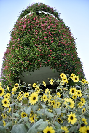 Dubai, United Arab Emirates, March 22, 2018, Dubai Miracle Garden located in the district of Dubailand is one of a kind in the region and the world for such a unique display and extravagant outdoor recreational destination visited by lot of people in wintのeditorial素材