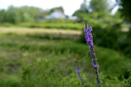 Close-up flower at Lasht-e Nesha, Rasht, Gilan, Iranの写真素材
