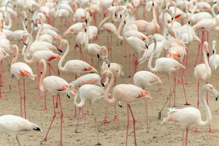 Flamingoes in Ras Al Khor Wildlife Sanctuary, Ramsar Site, Flamingo hide2, Dubai, United Arab Emiratesの写真素材