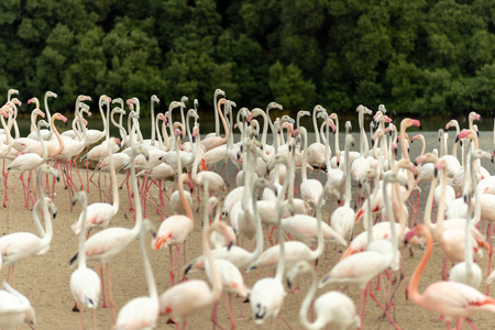 Flamingoes in Ras Al Khor Wildlife Sanctuary, Ramsar Site, Flamingo hide2, Dubai, United Arab Emiratesの写真素材