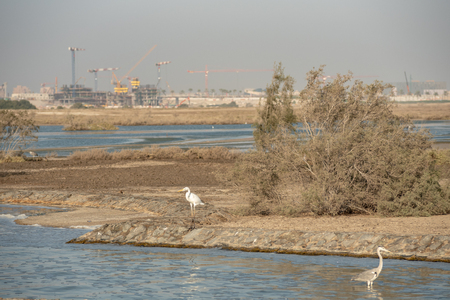 Wild Birds in Ras Al Khor Wildlife Sanctuary, Ramsar Site, Mangrove hide 1, Dubai, United Arab Emiratesの写真素材