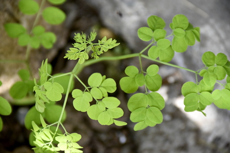 Close-up tropical green plants in the Philippinesの写真素材