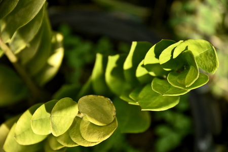 Close-up tropical green plants in the Philippinesの写真素材