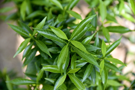 Close-up tropical green plants in the Philippines
