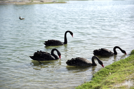 Black swans swimming in the Al Qudra lakes, Dubai, United Arab Emiratesの写真素材