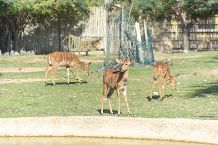 Dubai, United Arab Emirates â January 22, 2021, beautiful Animals in Dubai Safari Park (Dubai Zoo)のeditorial素材