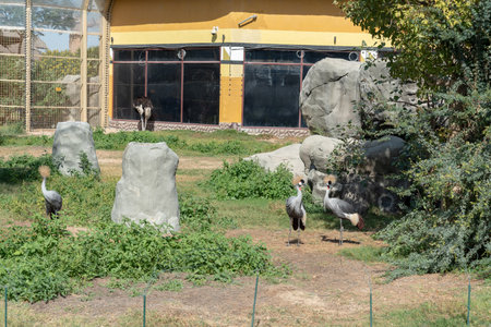 Dubai, United Arab Emirates â January 22, 2021, beautiful Animals in Dubai Safari Park (Dubai Zoo)のeditorial素材