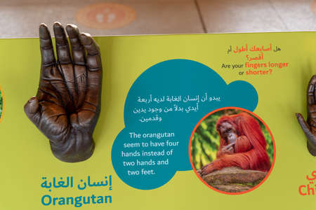 Dubai, United Arab Emirates â January 22, 2021, Dubai Safari Park (Dubai Zoo), Eco-Friendly Park located in Al Warqa has around 2,500 animal and around 250 species.のeditorial素材