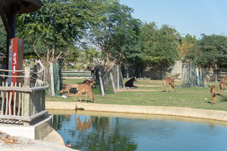 Dubai, United Arab Emirates â January 22, 2021, beautiful Animals in Dubai Safari Park (Dubai Zoo)のeditorial素材