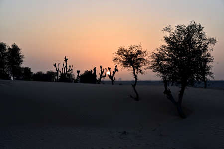 Sunset around Al Awir desert with trees and sand dunes, Dubai United Arab Emirates