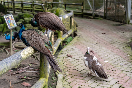 Labuan, Malaysia-June 06, 2021: beach View of the city of Labuan island, Malaysia, Labuan town is the capital of the Federal Territory of Labuan in Malaysia.のeditorial素材