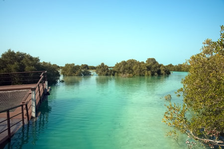 Abu Dhabi, United Arab Emirates â March 02, 2025, the view of the Jubail Mangrove Parks the first self-contained educational, nature and leisure destinationの写真素材