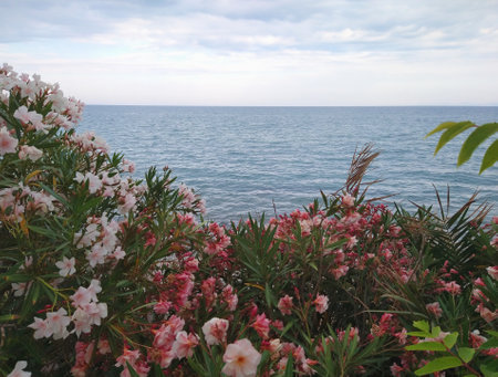 Rhododendron flowers on the coast of the Mediterranean Seaの写真素材