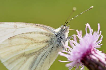 butterflyの写真素材
