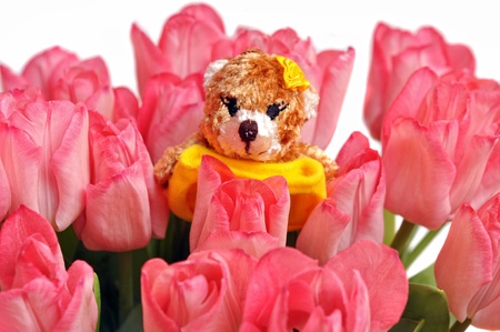 sweet teddy bear with flowersの写真素材