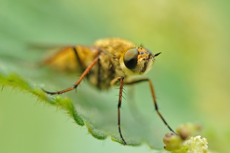 insect