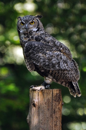 Owlの写真素材