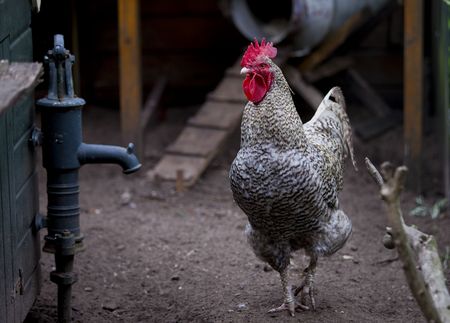 a rooster in its penの写真素材