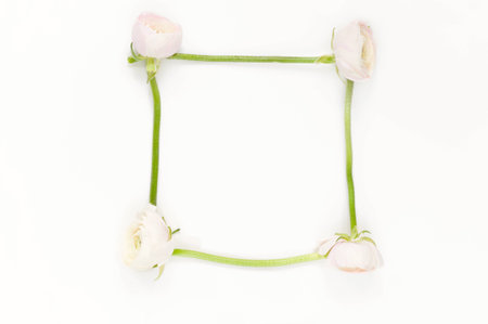 Soft minimal flatlay with pink ranunculosの写真素材