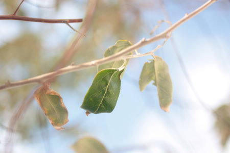 Leaves and Soft Wave Of Blue Ocean On Sandy Beach. Background.の写真素材
