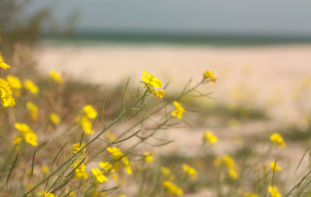 Flowers on beach. Soft Wave Of Blue Ocean On Sandy Beach. Background.の写真素材