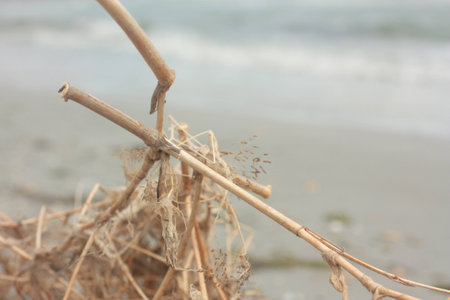 Branches and Soft Wave Of Blue Ocean On Sandy Beach. Background.の写真素材