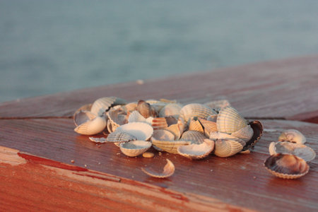 Seashells, Soft Wave Of Blue Ocean On Sandy Beach. Background.の写真素材