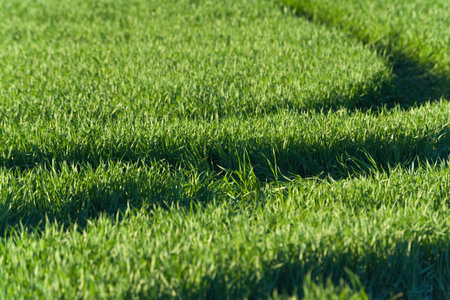 drops of dew on a green grass