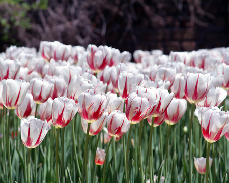 Filed of Tulipsの写真素材