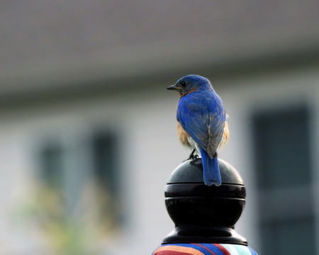bluebird perched on top of a patio umbrella