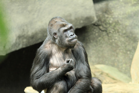 Silverback Gorilla