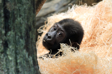 Baby Gorilla faceの写真素材