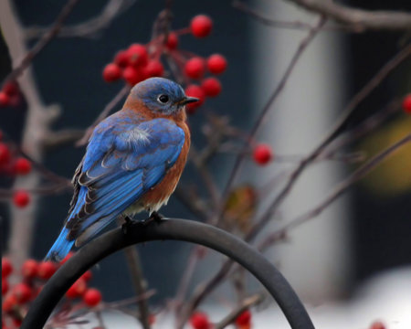 Peaceful Bluebirdの写真素材