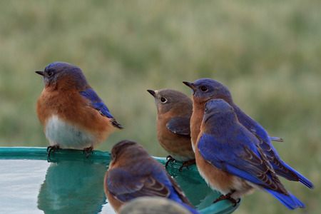 Bluebirds sitting on the birdbathの写真素材