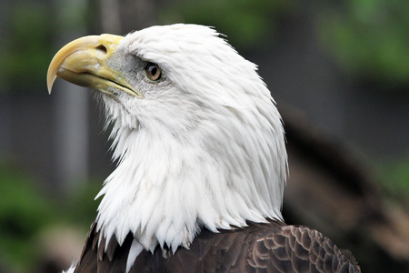 Bald Eagleの写真素材