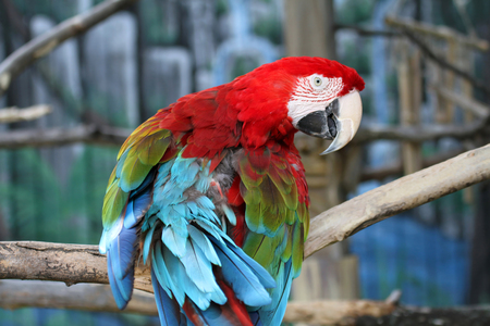 Photo of a beautifully colored parrot sitting on a tree branch