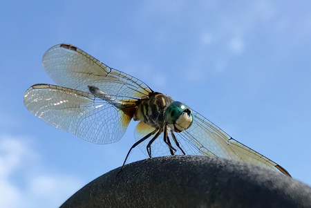 Dragonfly closeupの写真素材