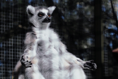 Ring-tailed lemurs are primates found only on the African island of Madagascar