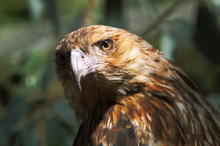 The Black Kite is a medium-sized raptor  bird of prey   The Black Kite s range covers the majority of the Australian mainland, as well as Africa, Asia and Europe の写真素材