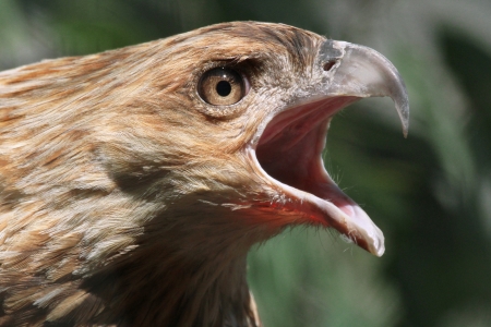 The Black Kite is a medium-sized raptor  bird of prey   The Black Kite s range covers the majority...