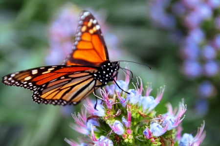 Beautiful butterfly on the top of flowers の写真素材