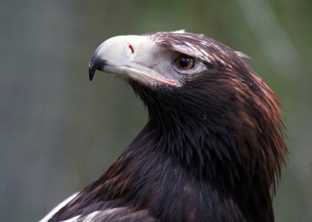 The Wedge-tailed Eagle, sometimes known as the Eaglehawk in its native range, is the largest bird of prey in Australia の写真素材