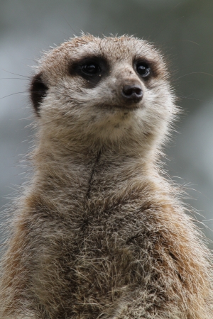 This animal have a cute face and love to dig to find the food    They are very social, living in colonies averaging 2030 members  Meerkats live in all parts of the Kalahari Desert South Africa の写真素材